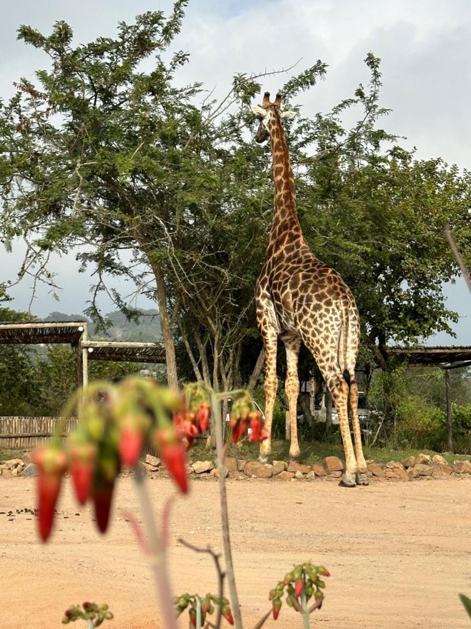 Ndhula Luxury Tented Lodge White River Dış mekan fotoğraf